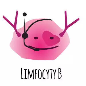 limfocyty B - odporność