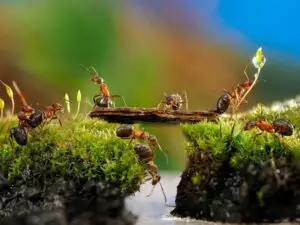 mrówki w ogrodzie