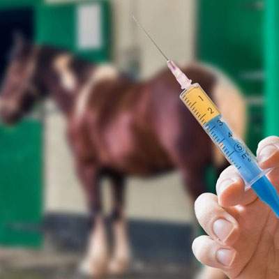 horse medications
