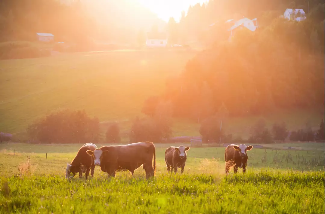 How to Manage a Livestock Farming Business In Nigeria