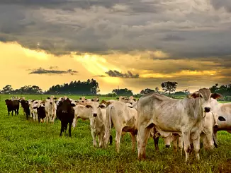 Tips to Starting A Cattle Rearing Business in Nigeria