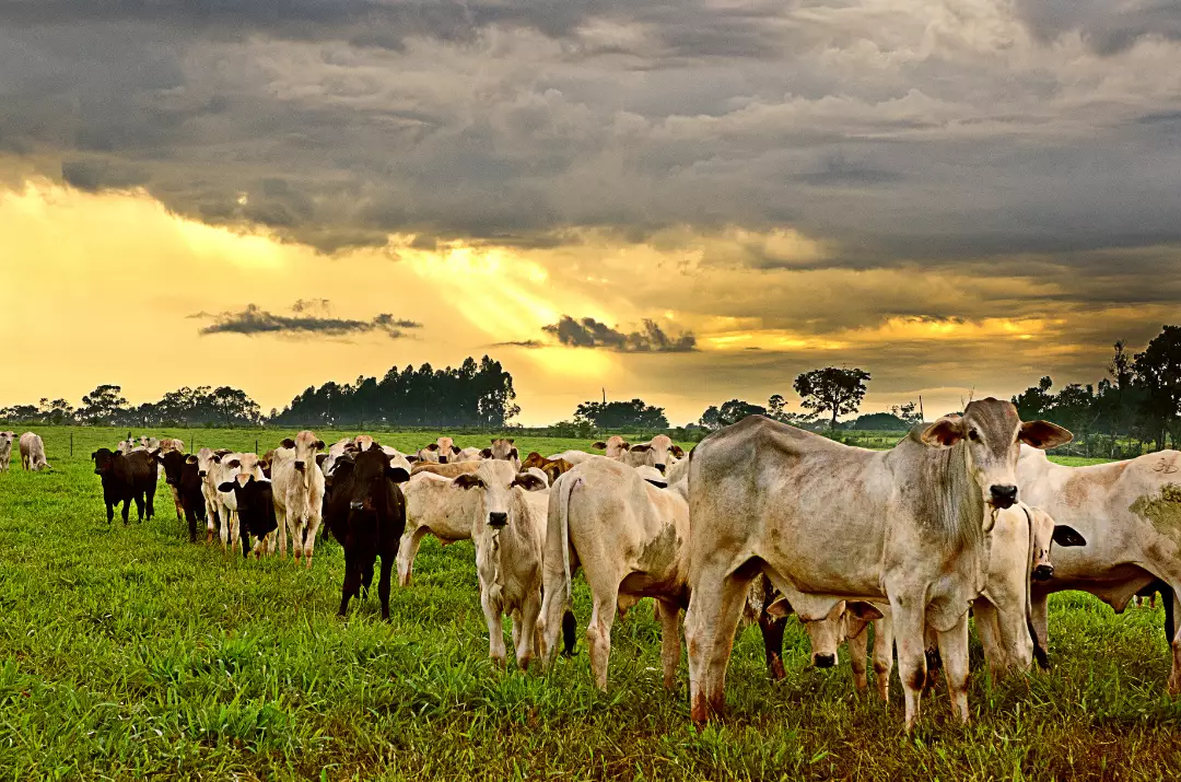 Tips to Starting A Cattle Rearing Business in Nigeria