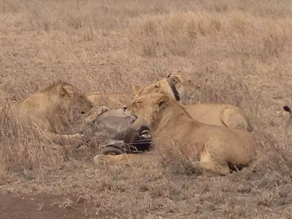 beste Serengeti-Safari 