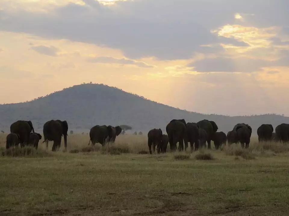 African Safari Tour 