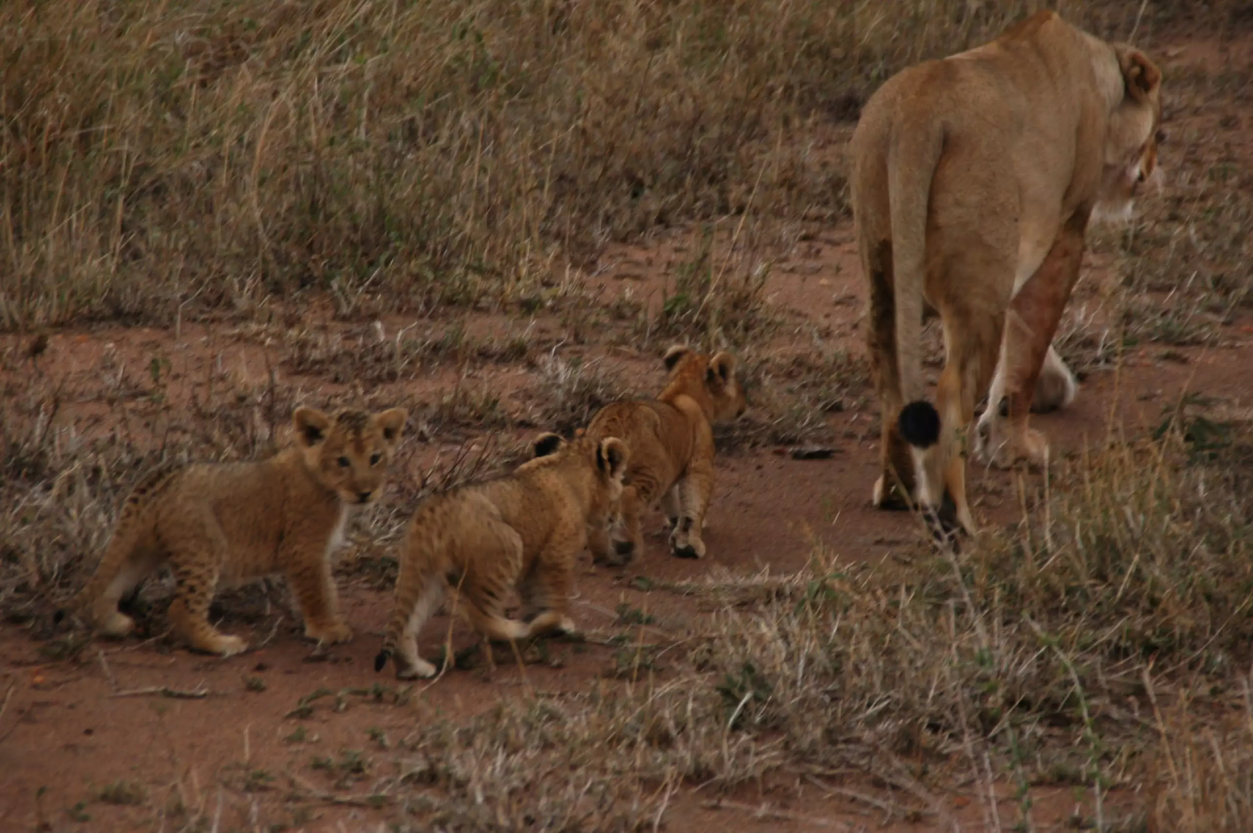 Tansania-Safari-Tour