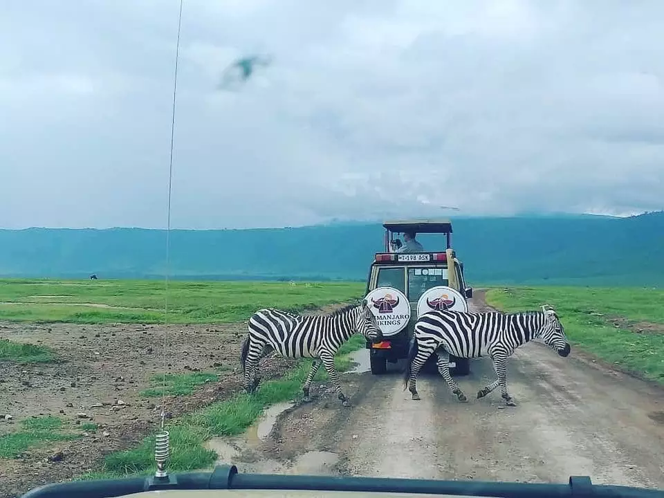 野生の動物のための家