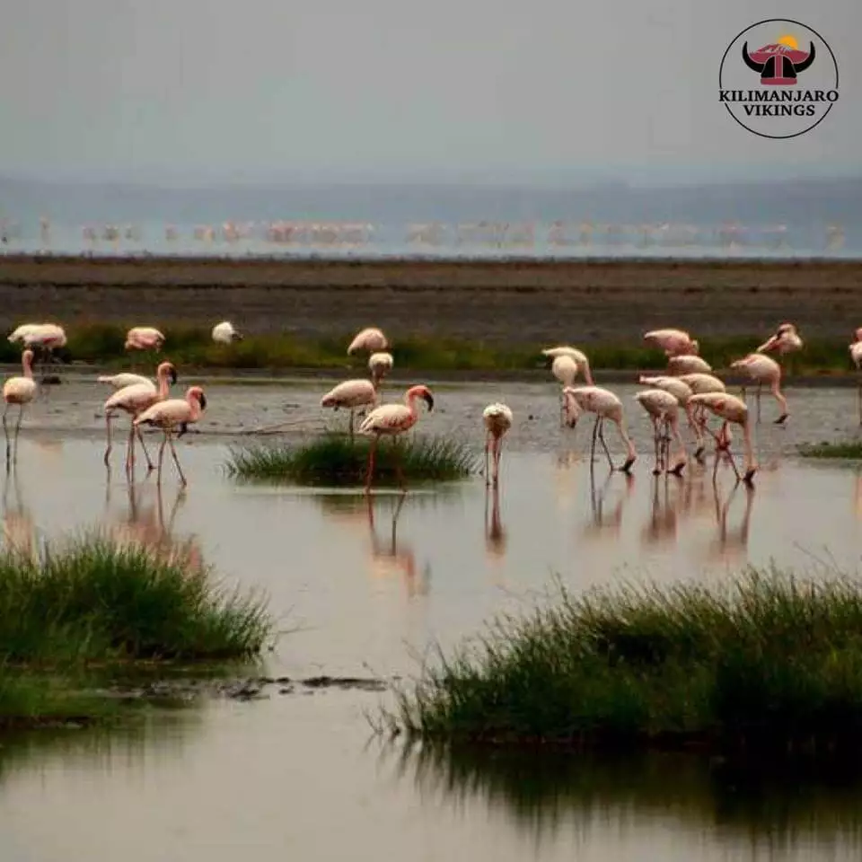 Look out for the best Serengeti National Park Tour Packages