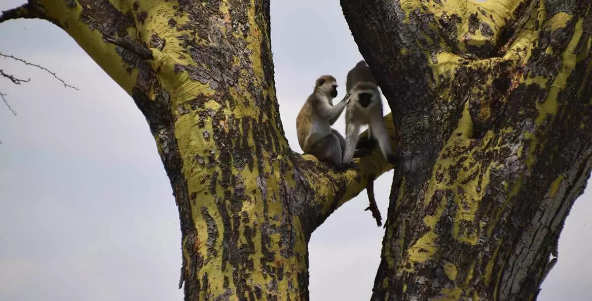 Climbing to Mount Kilimanjaro