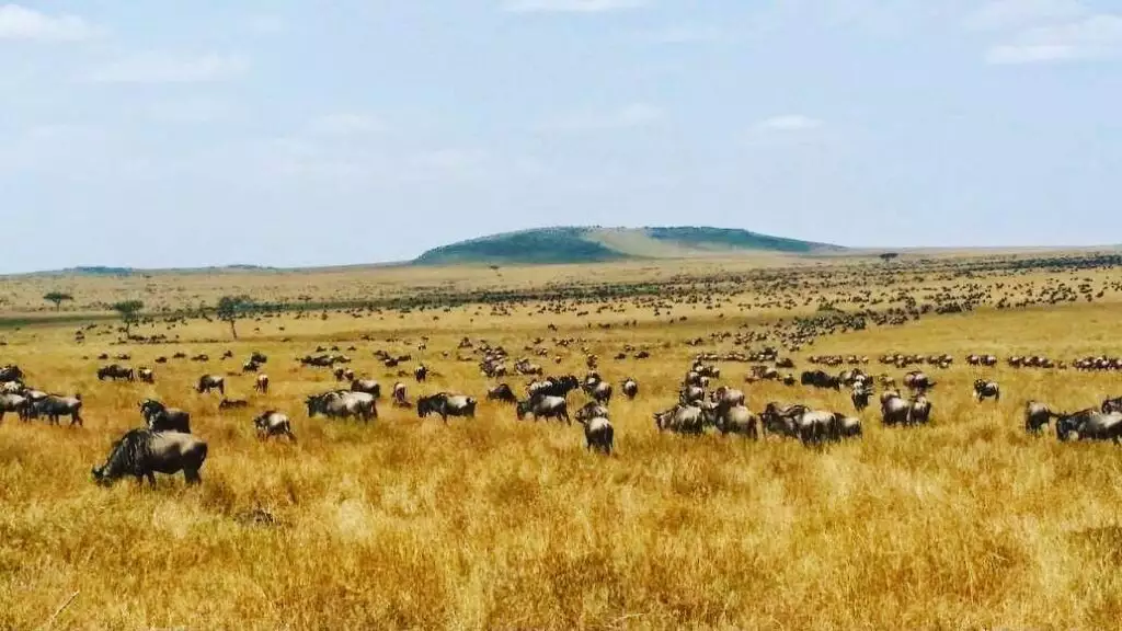 Ruaha National Park