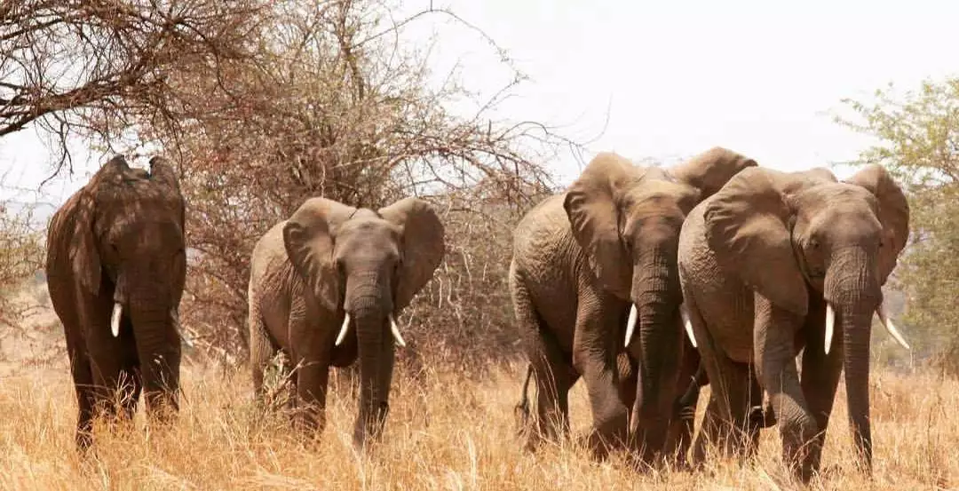 Gombe Stream National park