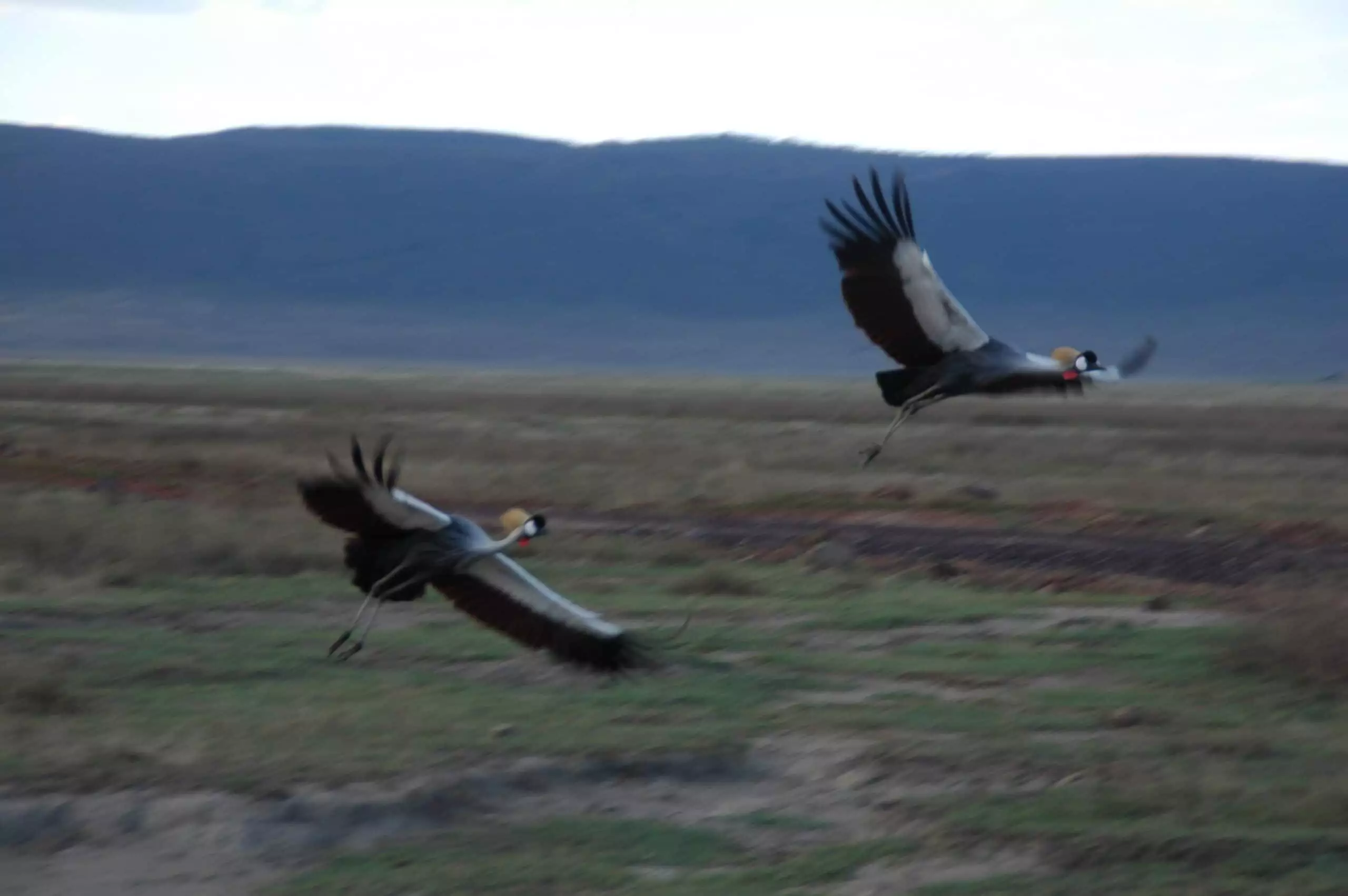 African wildlife