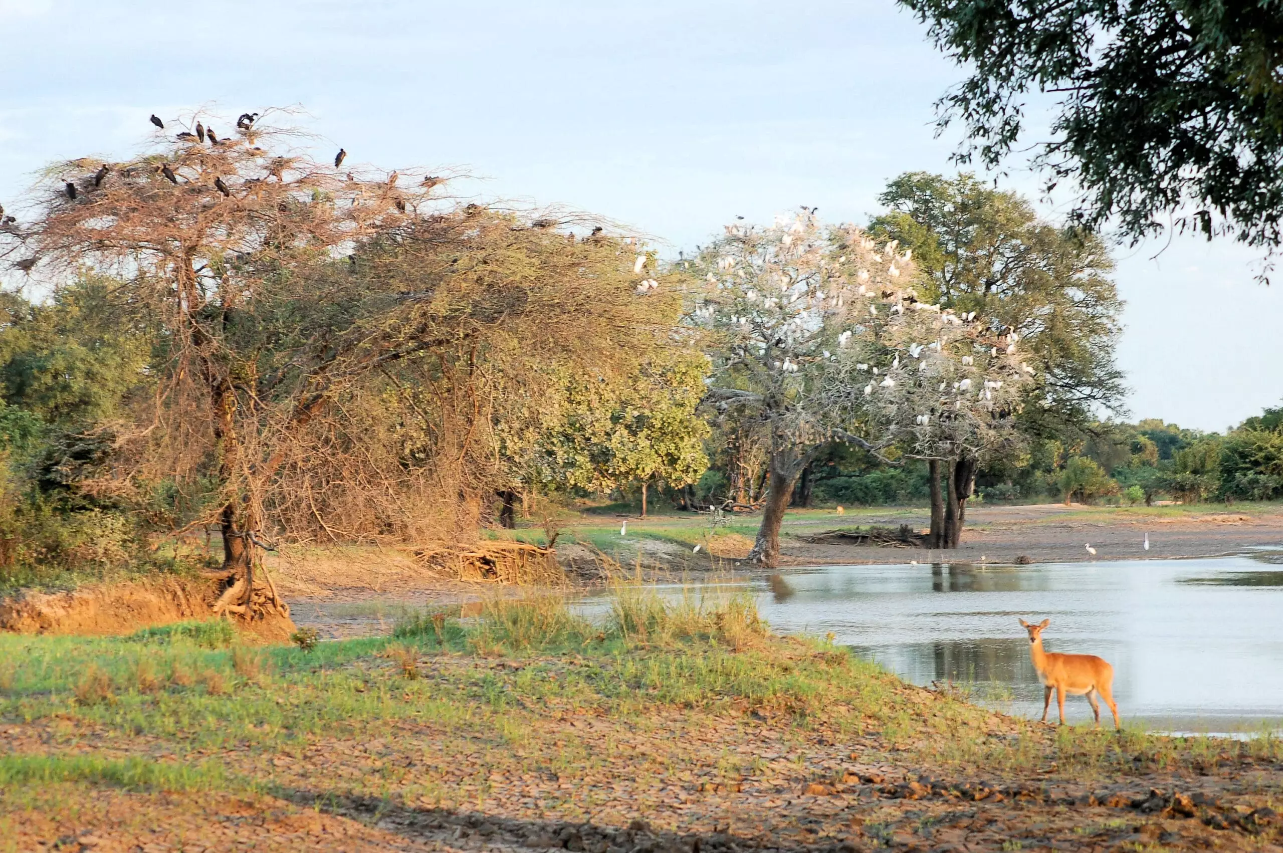 Süd-Luangwa-Nationalpark