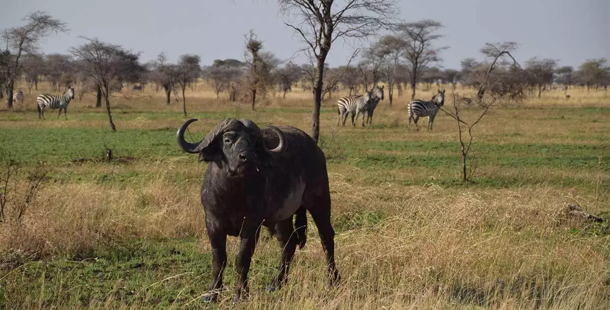 buffaloes serengeti tour