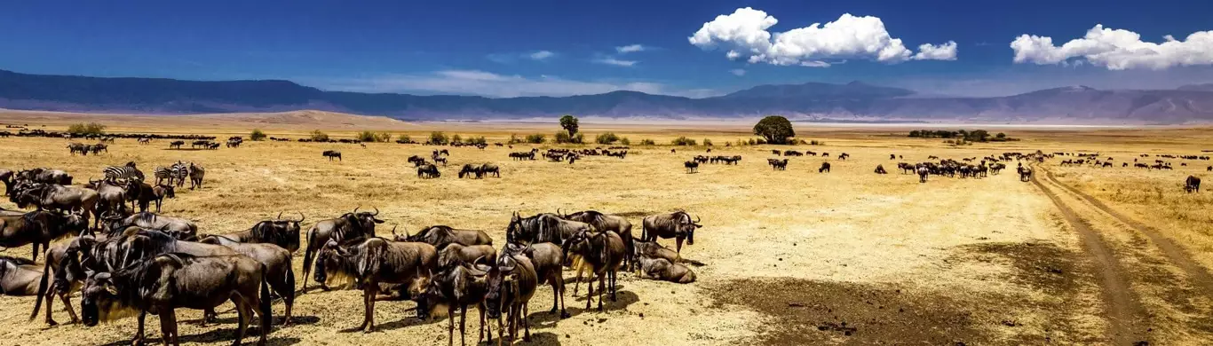 Ngorongoro Crater Safari: One of the Best Place to Visit in August