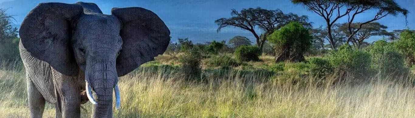 Best Tanzania safari tours: Touring Africa’s Top Safari Destination