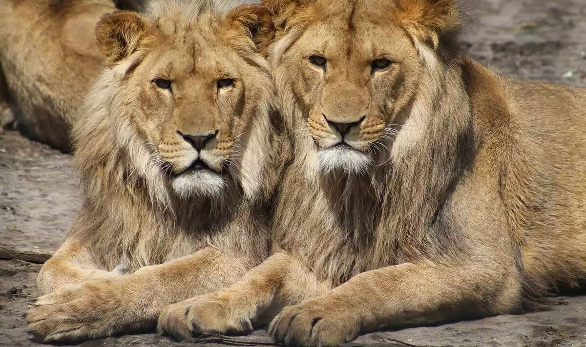 lions of serengeti