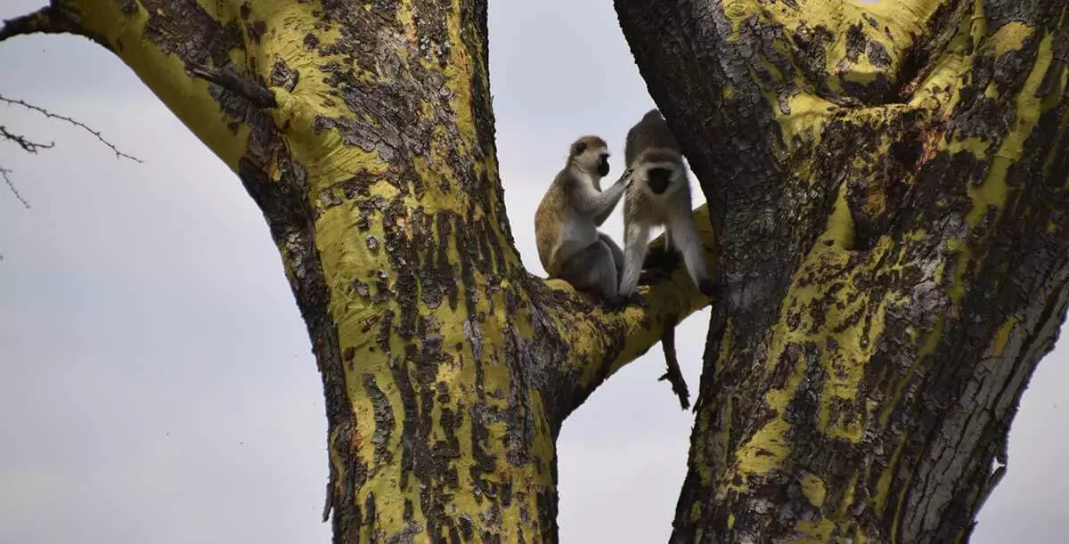 arusha national park monkeys