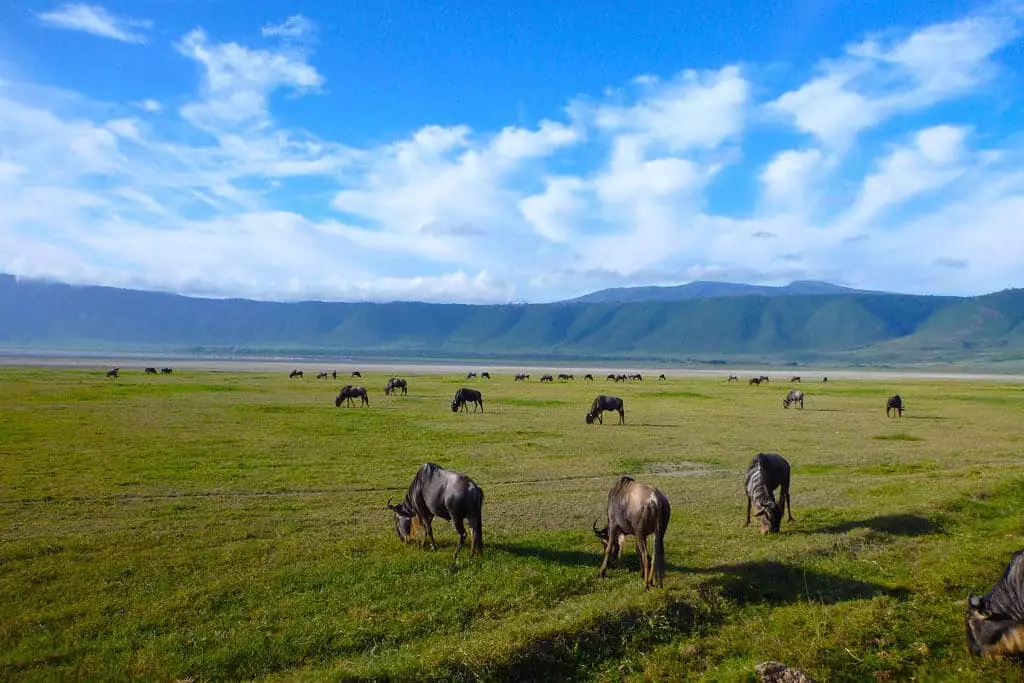 Ngorongoro crater safari Tours