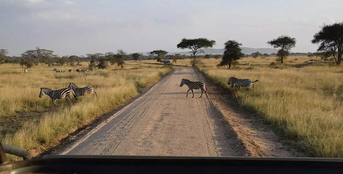 Afrikanische Wildtier-Safaris