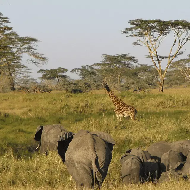 Tanzania safari Serengeti