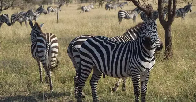 zebra serengeti tour