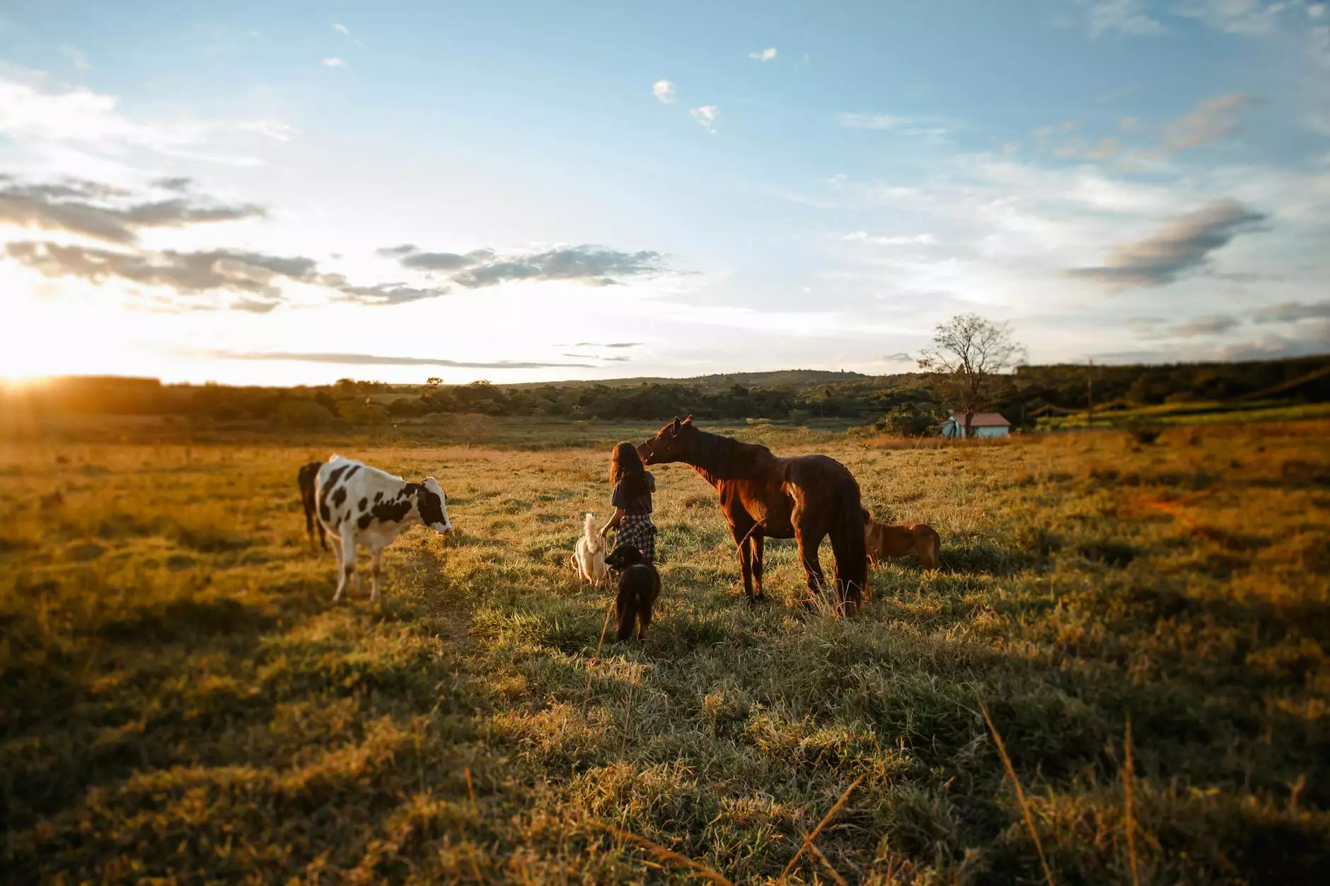 cattle dog