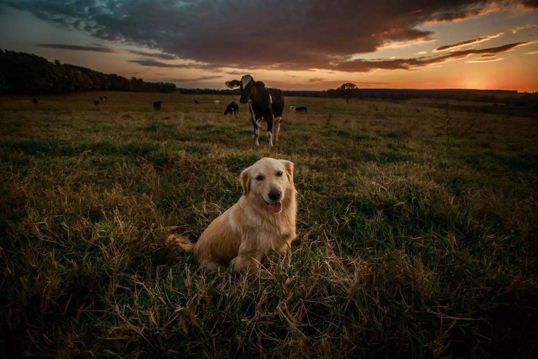 cattle dog