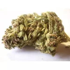 Buy Jack Herer Medical Marijuana Strain
