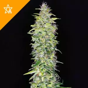 Buy Northern Lights Automatic Seeds