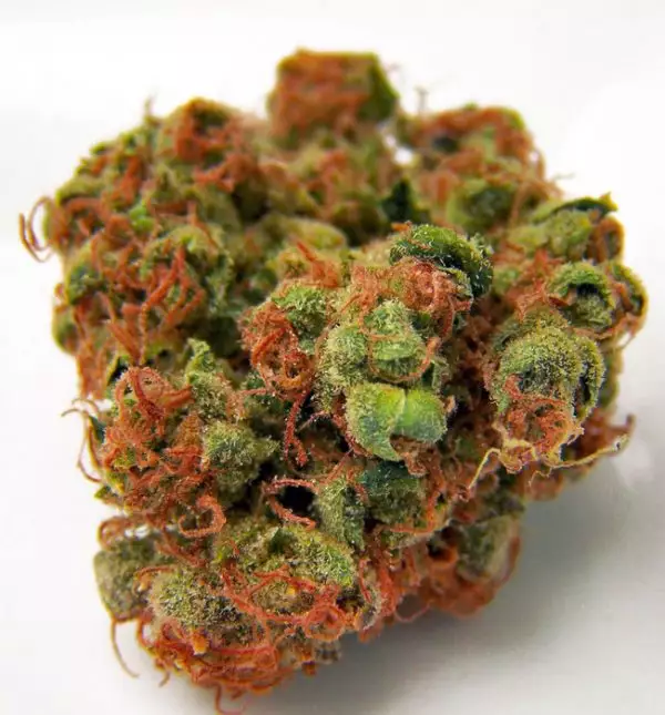 Buy Panama Red medicinal marijuana