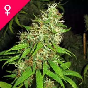 Buy Super Silver Cheese Feminized Seeds