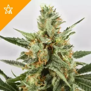 Buy WSS Skunk Automatic Seeds