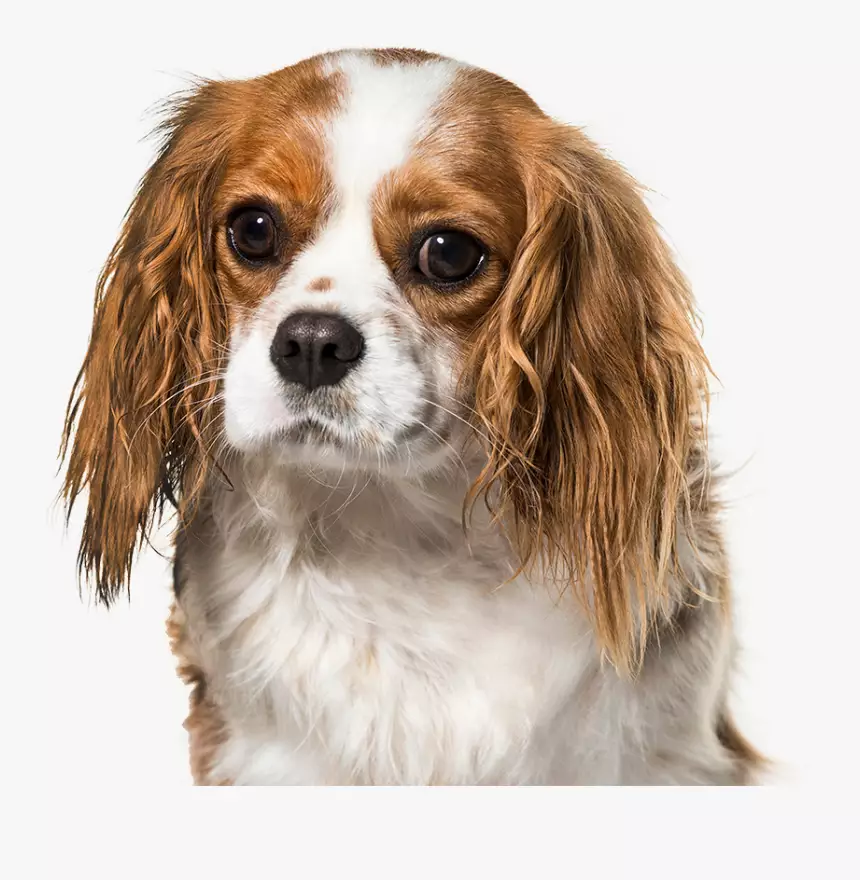 buying a cavalier king charles spaniel