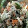 7 Ways Marijuana Strains