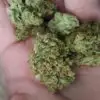 Alien Rock Candy Marijuana
