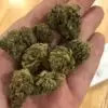 Blåbärspaj Marijuana