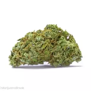 Variétés de cannabis Blue Magoo
