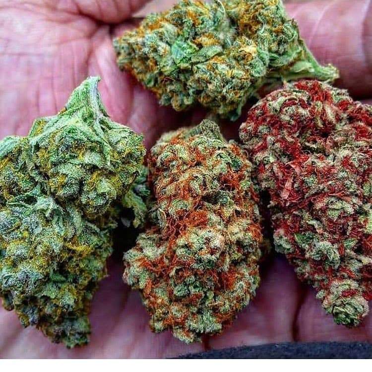 Beställ medicinsk marijuana online