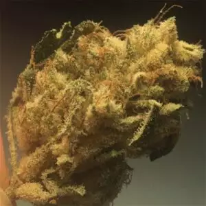 Casey Jones Marijuana strain