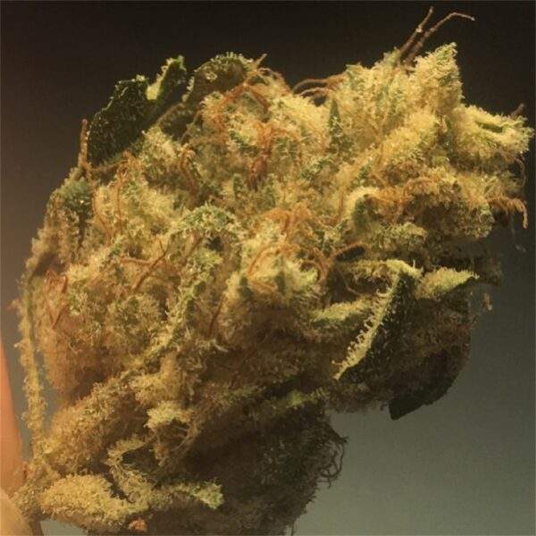 Buy Casey Jones Marijuana strain