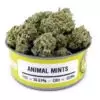 Buy Animal Mint Cannabis online