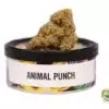 Prynu canabis Animal Punch